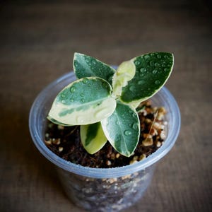 Hoya Cummingiana Albo // Rooted Cuttings