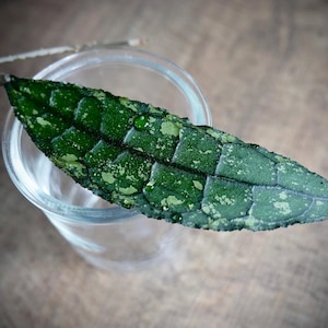 Hoya Clemensiorum Silver // Unrooted Cutting