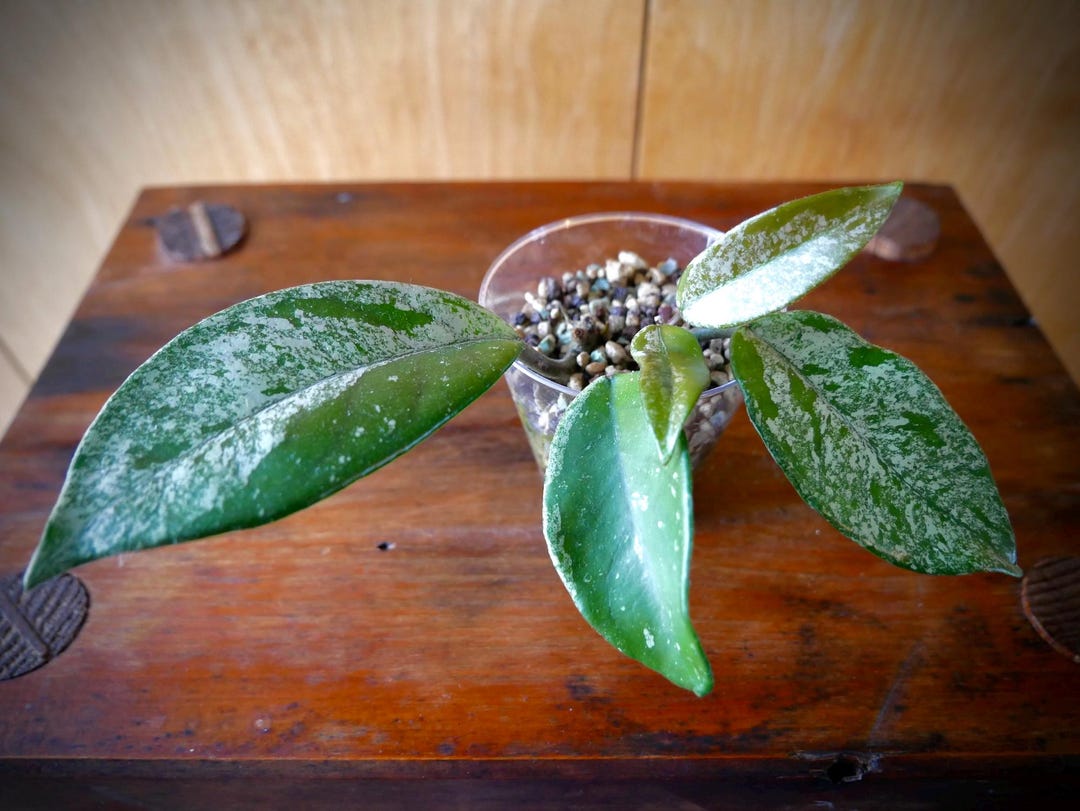 Hoya Carnosa Stardust // Growing Plant - Etsy