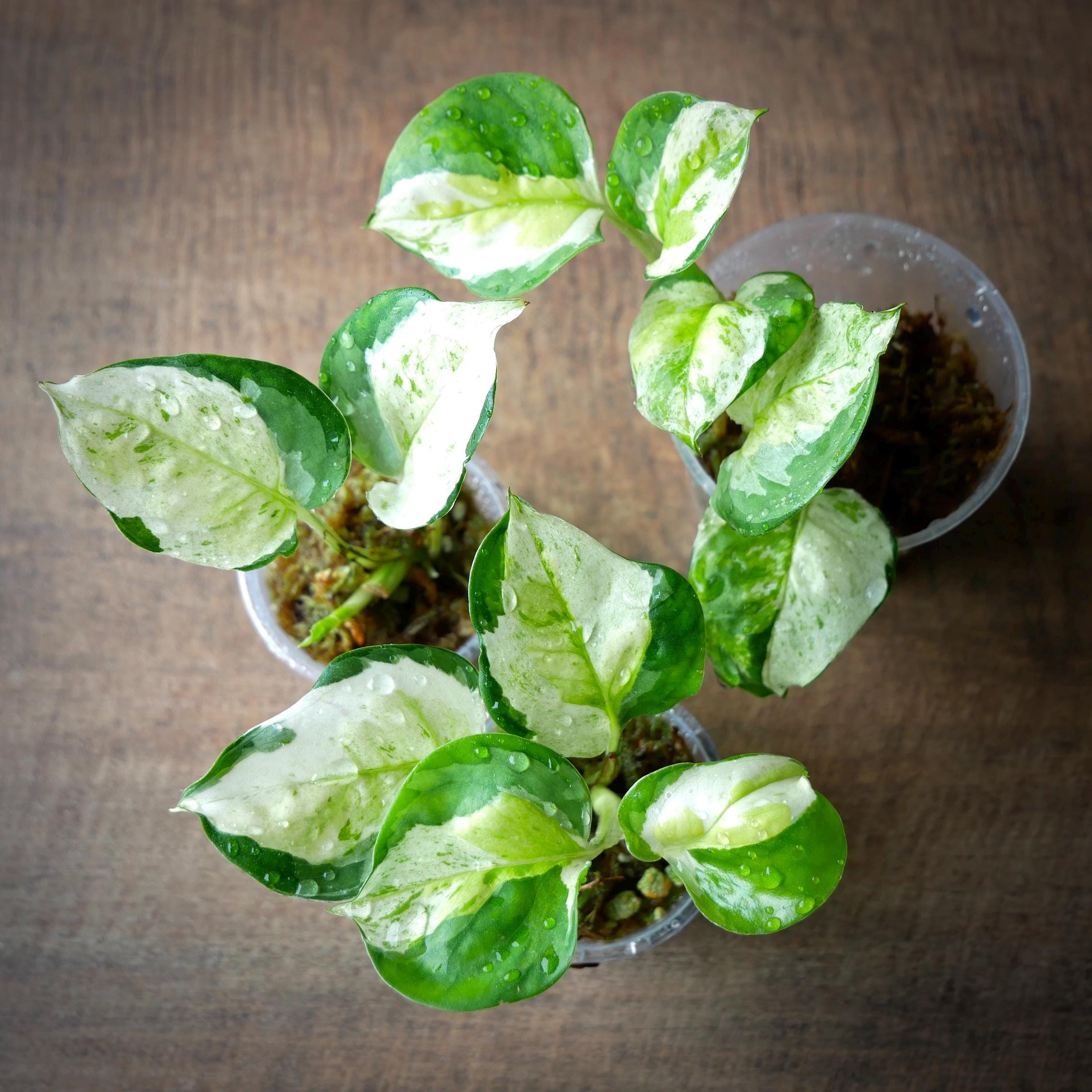 Manjula pothos - Etsy 日本