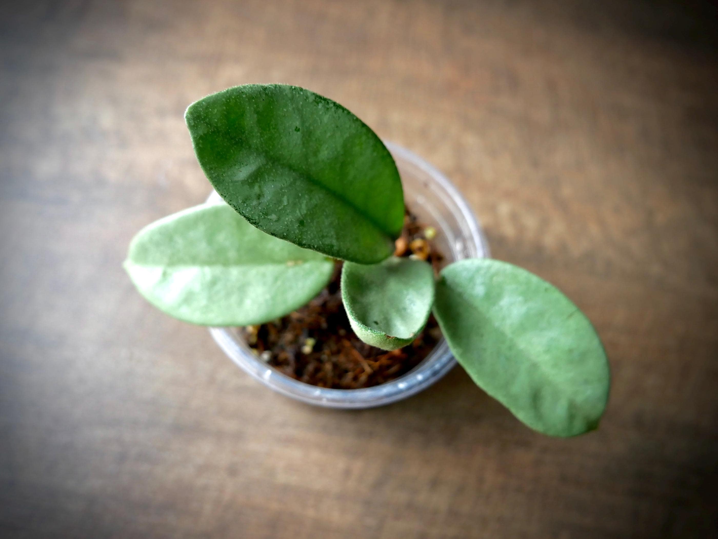 Hoya nova ghost - Etsy 日本