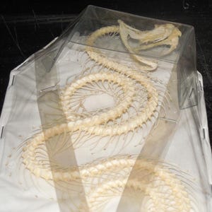 May include: A coiled off-white snake skeleton encased in a clear plastic rectangular display box. The skeletal structure features a long, segmented vertebral column with numerous thin, curved ribs extending outward, resting on a white base.