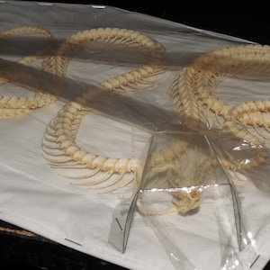 May include: A long, off-white snake skeleton arranged in a coiled, serpentine pattern. The skeletal remains are preserved under a clear, thin plastic film that is secured to a white rectangular board with metal staples along the edges.