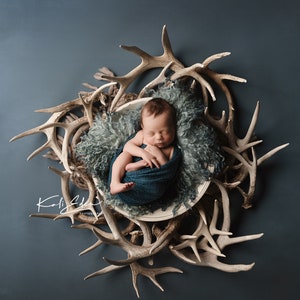 Deer Antler Newborn Digital Backdrop Background