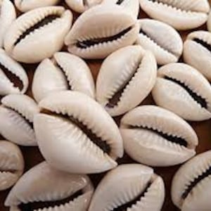 Cowrie Shells
