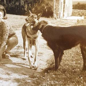 Hombre con sus perros Pastor y Gran Danés Fotografía Foto original del actor Jean-Yann que juega a la petanca