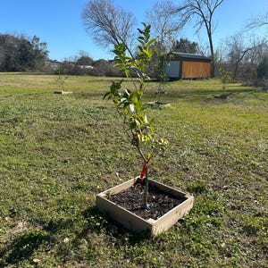 May include: A young citrus tree in a wooden planter box, set in a grassy field under a clear blue sky. The tree has green leaves and a red ribbon tied to its trunk. Other small trees are visible in the background.