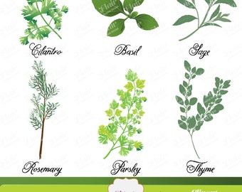 Herbes culinaires parfumées Clipart numérique, scrapbooking, cuisine, clipart jardinage, plantes, menus, étiquettes, collage numérique