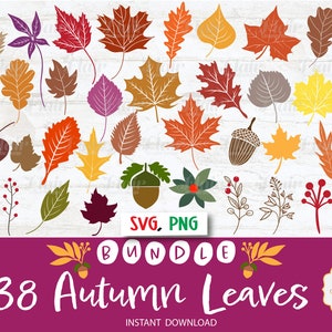 Herfstbladeren SVG, PNG bundel digitale clipart, Fall Leaf Divider SVG, planten, Halloween, Thanksgiving Svg, decoratieve rand, commercieel gebruik