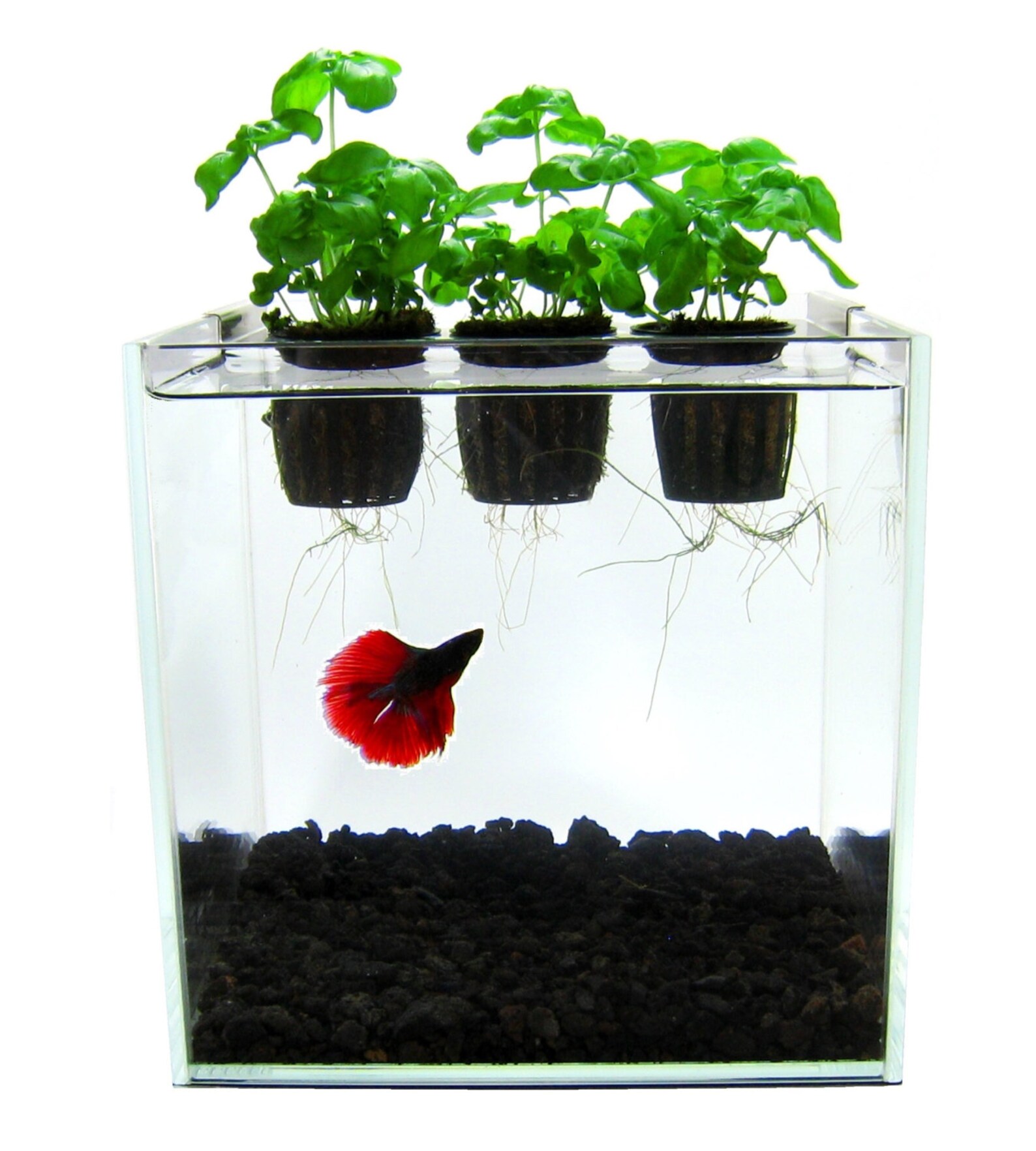 Self Contained Aquaponics Kit Betta Fish Aquarium Herb Garden Etsy