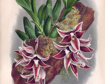 Paphinia lindeniana Victorian botanical illustration reproduction
