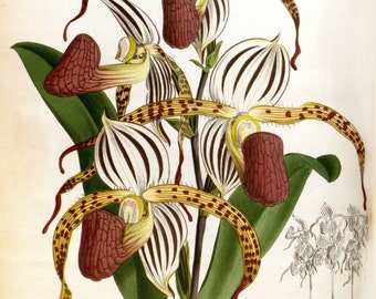 Orchid print — Paphiopedilum stonei (Cypripedium stonei) — Victorian botanical illustration reproduction