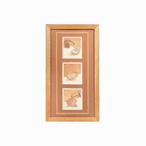 May include: A framed artwork featuring three sepia-toned seashell etchings. The wooden frame surrounds the three rectangular images, each depicting a different shell. The artwork is displayed against a white background.