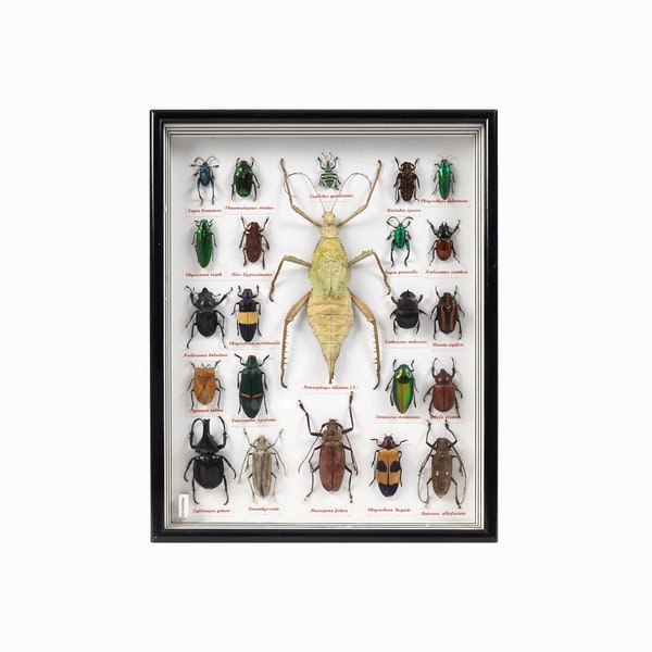 Insect Display Box Taxidermy Framed