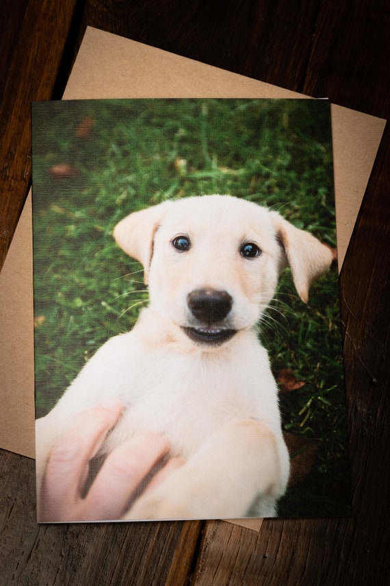 Cute Yellow Labrador Retriever Puppies