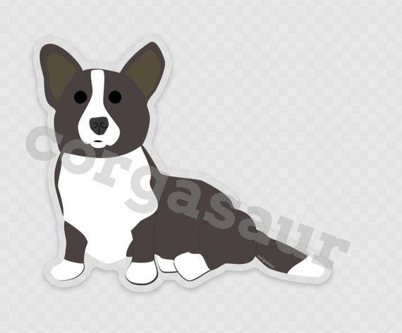 grey corgi