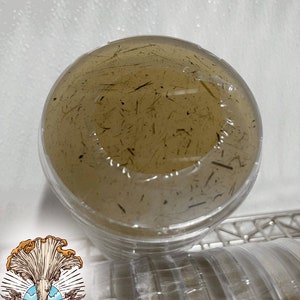 Tortoise, Donkey or Alpaca Manure; Agar Plates By Tip of the Cap Mushrooms