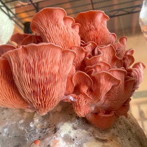 May include: A cluster of pink oyster mushrooms growing on a white substrate. The mushrooms have a delicate, fan-shaped appearance and a soft, pale pink color.