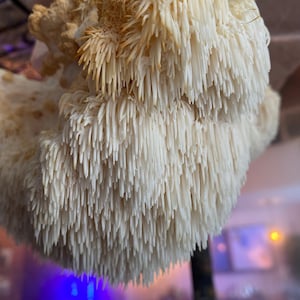 Lion’s Mane Mushroom Grow Kit - 5lb Colonized Gourmet Mushroom Grow Kit for Brain-Boosting, Organic Mushrooms - Easy DIY Indoor Growing