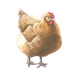 Buff Orpington Vinyl Sticker - Buff Orpington Sticker - Chicken Sticker - Chicken Vinyl Sticker
