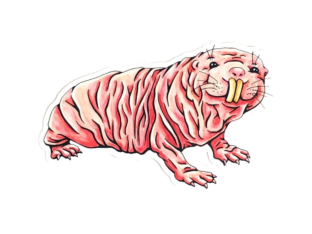 Naked Mole Rat Vinyl Stickers Mole Rat Sticker - Etsy
