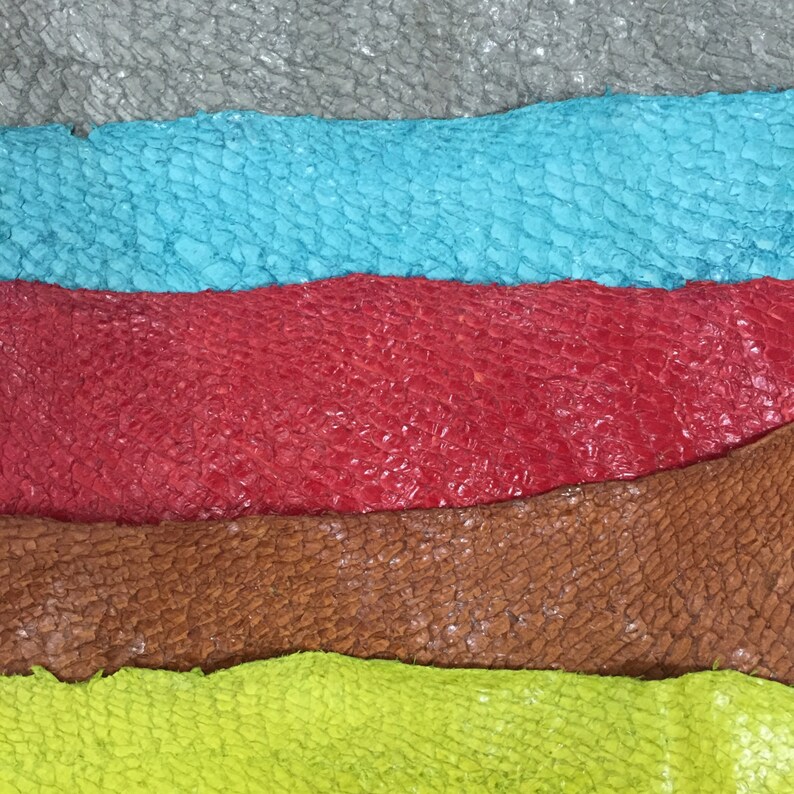 Pelle Di Pesce Persico Del Nilo Etsy