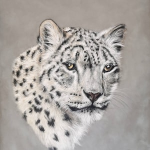 Dessin pastel original de léopard des neiges - par Sarah King Artiste