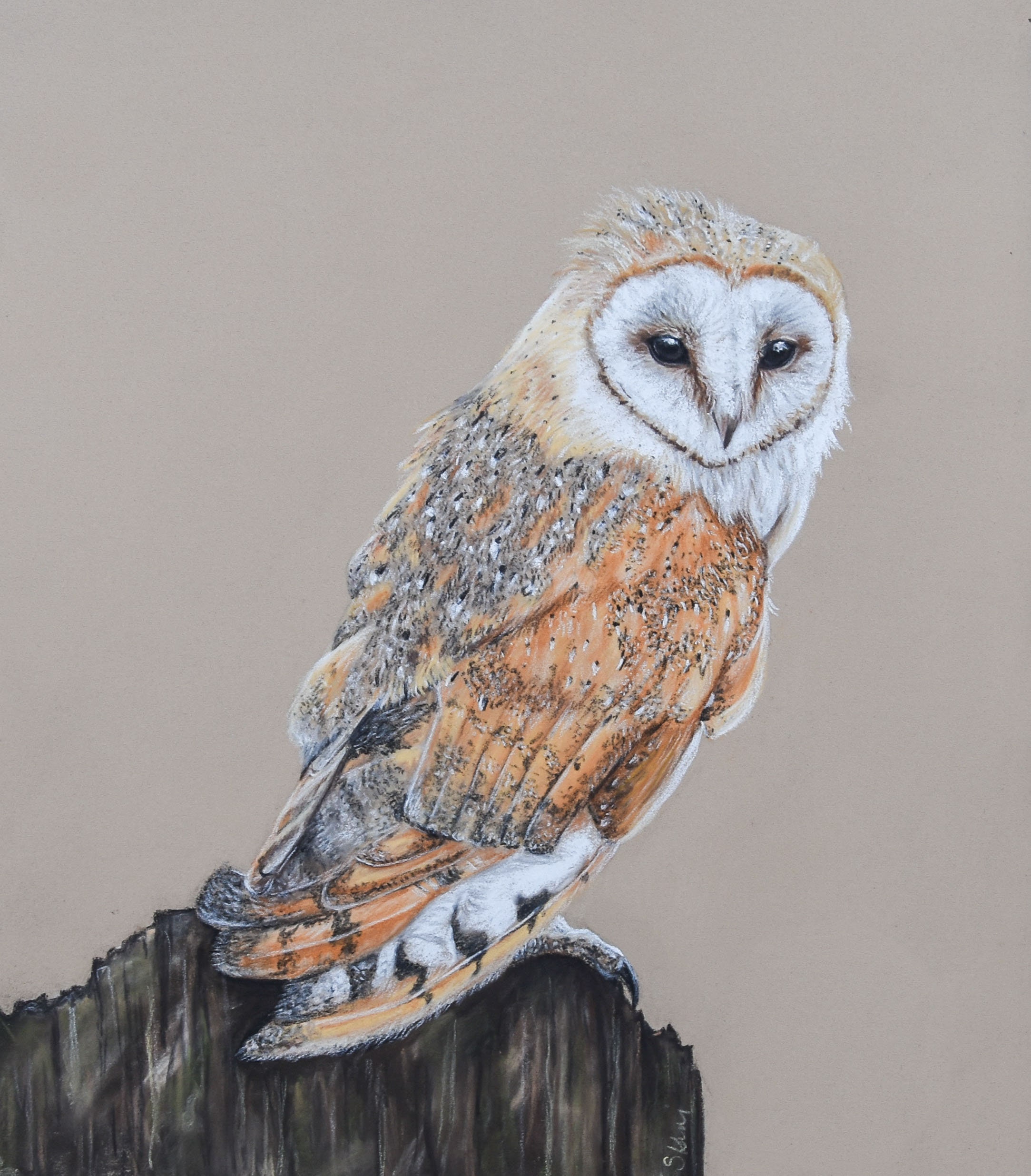 Barn owl Limited edition print  Giclee fine art print