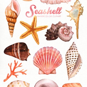 Seashells Watercolor Clipart, Nautical Watercolor Clip Art, Ocean Shell, Starfish, Coral, Beach Wedding Clipart, Summer Clipart, Invitation image 3