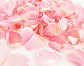 May include: A collection of soft, light pink rose petals scattered on a white background.