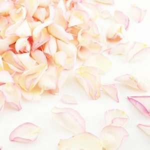 Ivory Freeze Dried Rose Petals