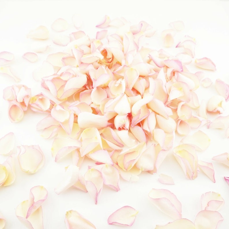 Eco-Friendly Freeze Dried Rose Petal Confetti Dried Flower Petals 100% Natural Wedding Confetti Biodegradable Blushing Bride Pink Cream Bild 3