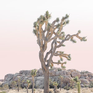May include: A Joshua tree stands tall against a soft pink sky, its branches reaching towards the heavens. The tree is surrounded by rocky terrain, creating a dramatic desert landscape.