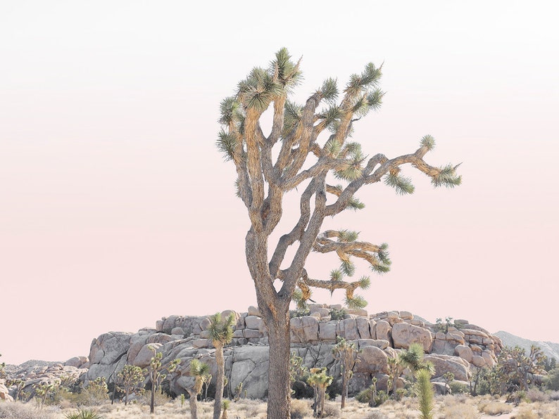 May include: A Joshua tree stands tall against a soft pink sky, its branches reaching towards the heavens. The tree is surrounded by rocky terrain, creating a dramatic desert landscape.