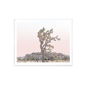 May include: A single Joshua tree stands tall against a pink and white sky in a desert landscape. The tree has many branches and is surrounded by rocks and other desert plants.
