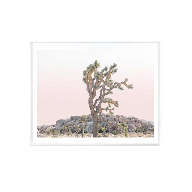 May include: A single Joshua tree stands tall against a pink and white sky in a desert landscape. The tree has many branches and is surrounded by rocks and other desert plants.
