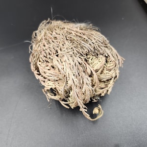 Rose of Jericho Flower: The Resurrection Plant