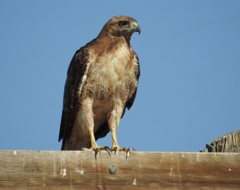 Red Tail Hawk, Bird of Prey