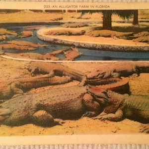 VIntage Postcard Alligator Farm in Florida