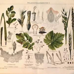 German Medicinal Plant Print 1889