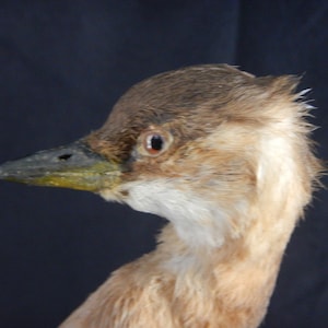 Irish Taxidermied Little Grebe in Winter Plumage  - Tachybaptus ruficollis - Little Grebe 1930&#39;s Mounted on Wood and Plaster Stand - TX61