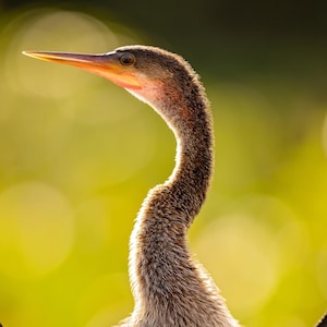 Op de afbeelding: Een bruine en grijze anhinga-vogel met een lange, dunne nek en een lange, puntige snavel. De vogel staat met zijn vleugels uitgespreid en zijn kop is naar de zijkant gedraaid. De achtergrond is wazig groen.