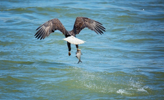 Eagle Sushi (Photography)