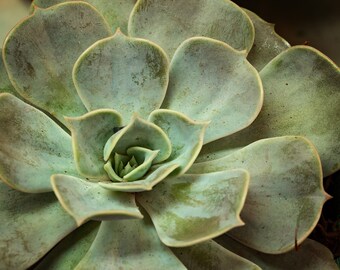 Succulent 2 (Photography)