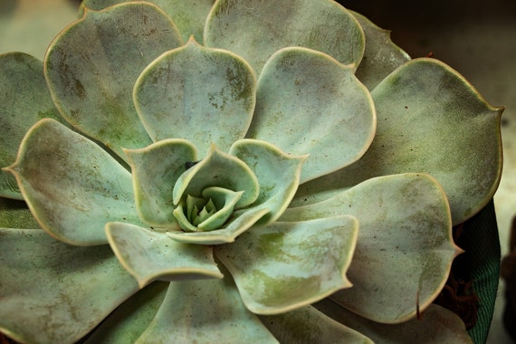 Succulent 2 (Photography)