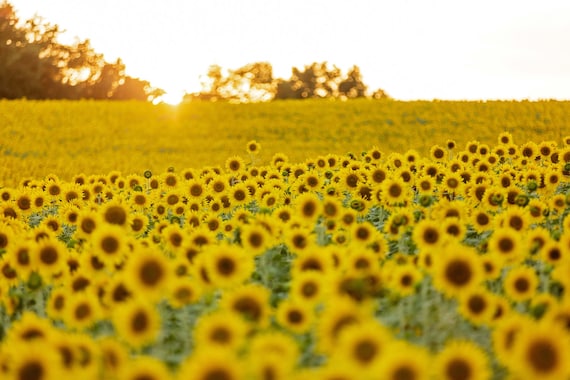 Sunflowers at Sunset (Photography)