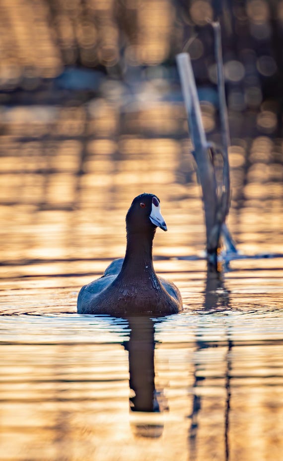 Coot at Sunset