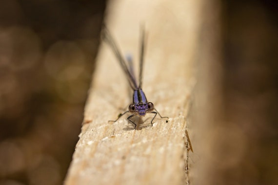 Blue Dasher Dragonfly (Photography)