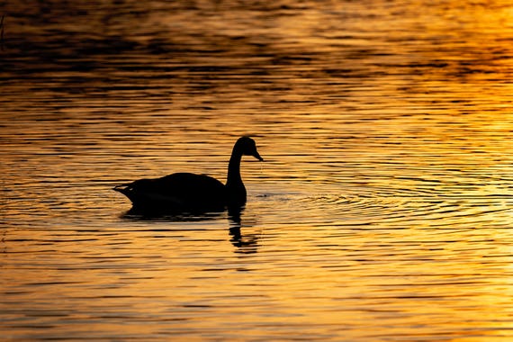 Goose Silhouette