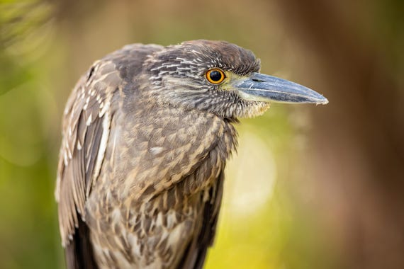 Yellow-Crowned Night Heron
